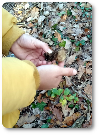 observation dans la foret